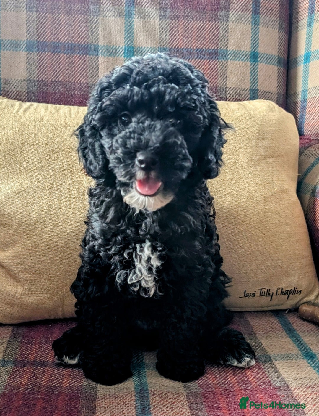 Miniature Poodle dogs for sale: KC registered health tested miniature poodle - Image 9