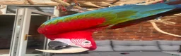 Macaws birds for sale: Green wing macaw  - Advert 4
