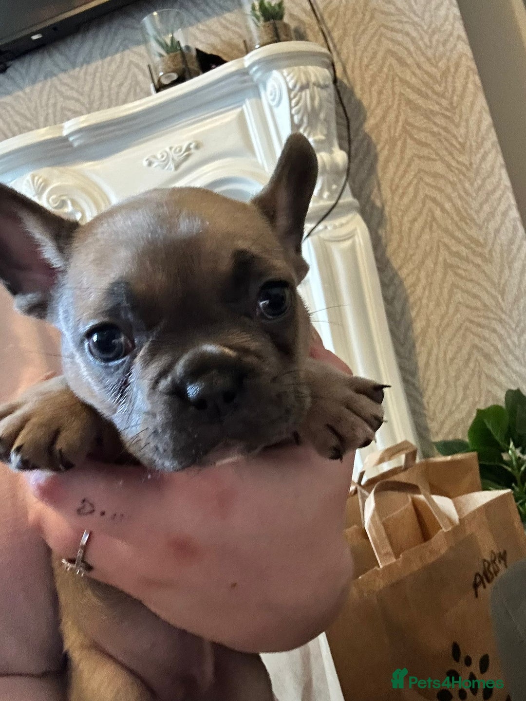 French Bulldog dogs for sale: FRENCH BULLDOGS 2 BOYS 1 GIRL - Image 3