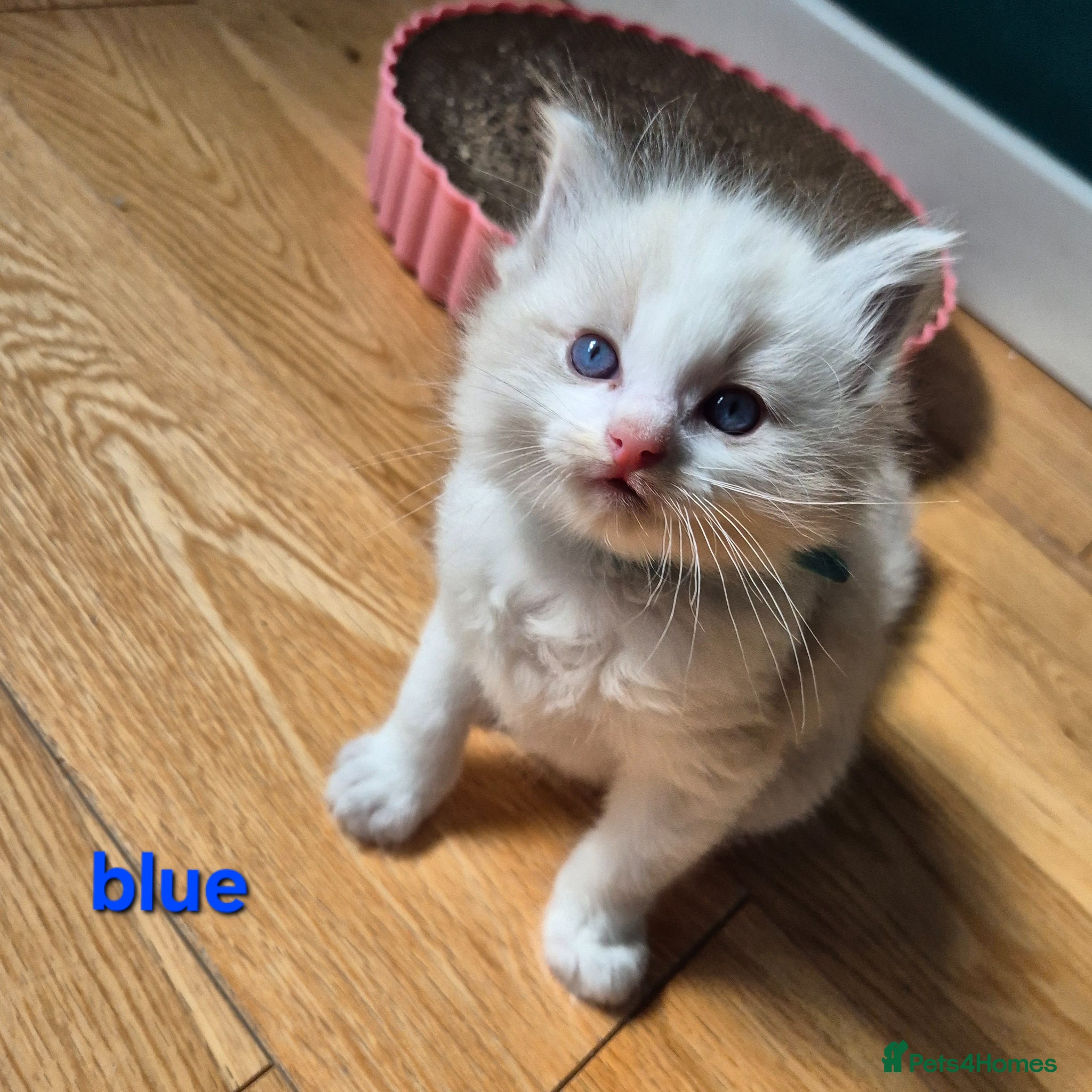 Ragdoll cats ✨ Exceptional Ragdoll Kittens Raised with love✨ - Advert 1