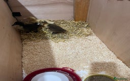 Mixed Breed birds for sale: Baby ducks  - Image 5