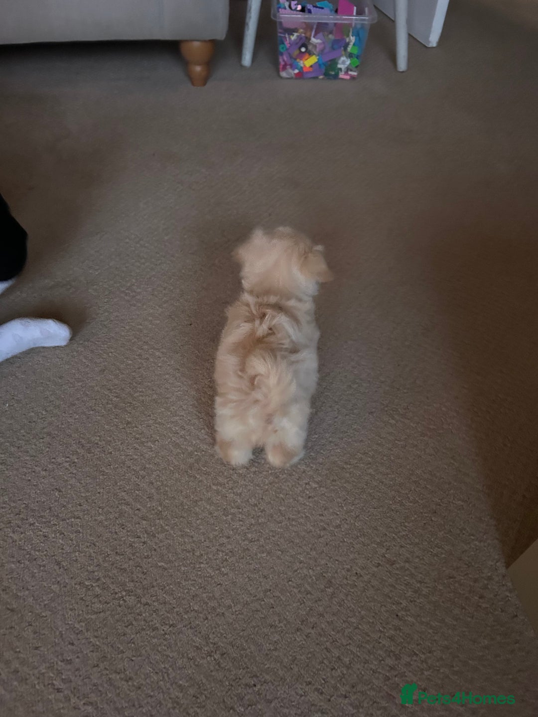 Lhasapoo dogs for sale: Lhasapoo for sale  - Advert 10