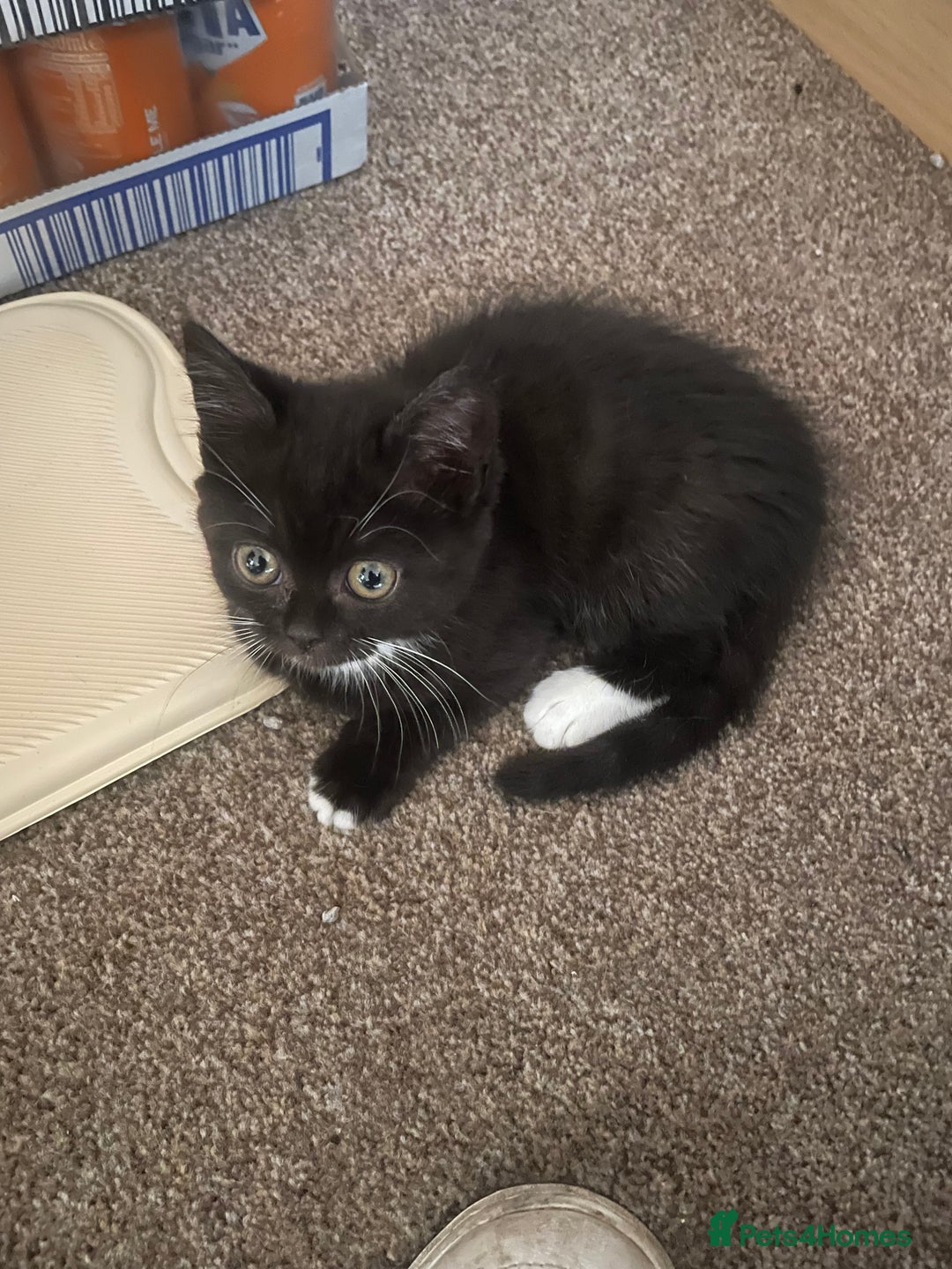 Persian cats for sale: 1 Persian kitten ready to go now  - Image 4