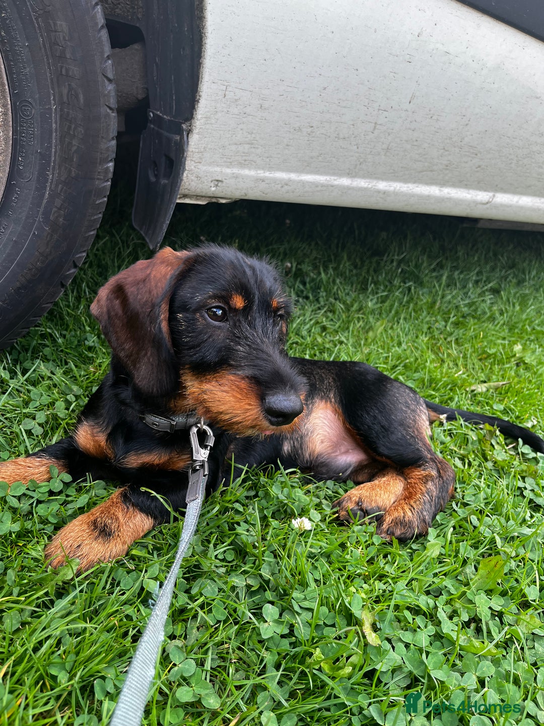Dachshund dogs for stud: Standard wire haired Dachshund  - Image 6