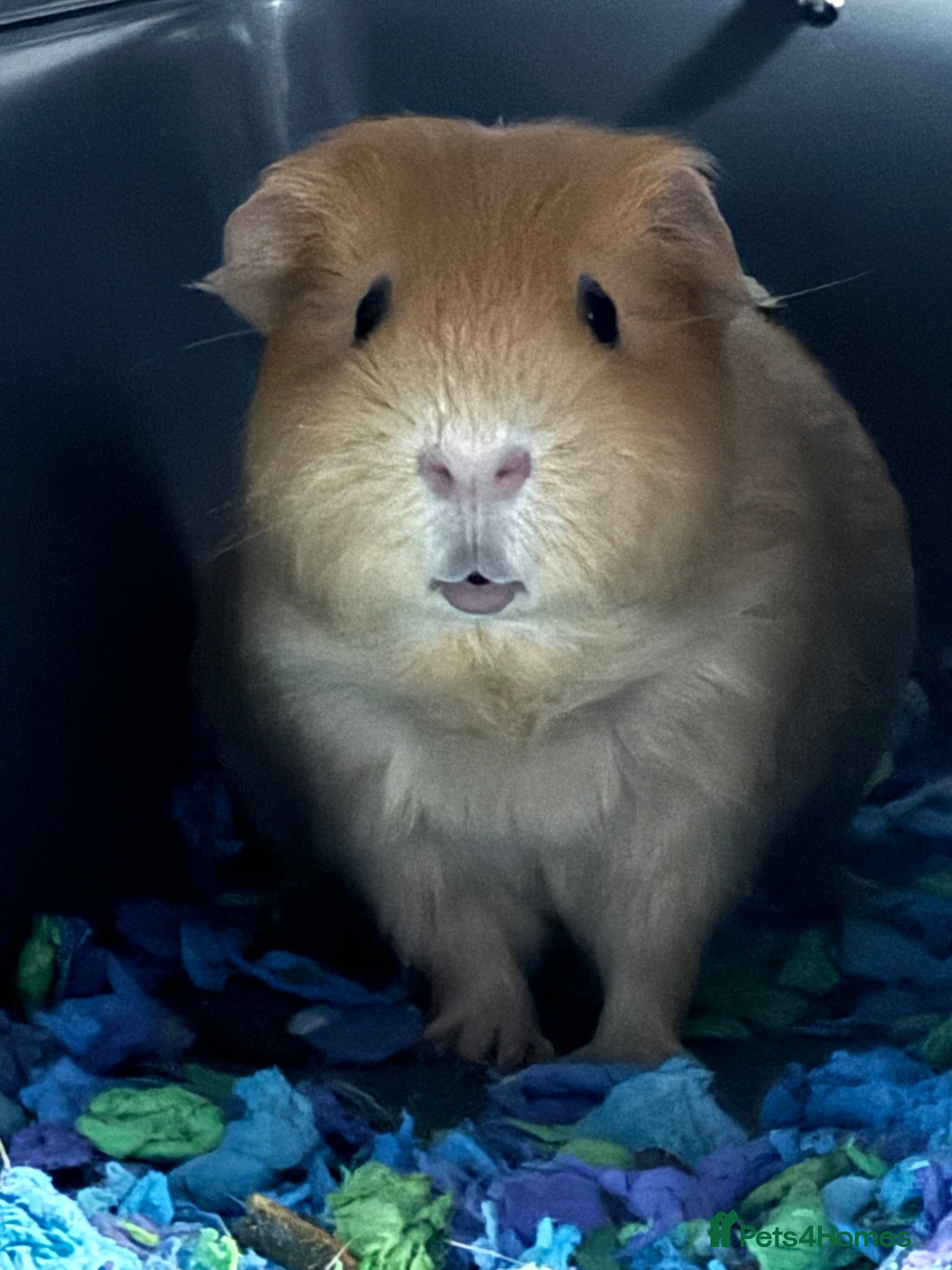 Guinea Pig rodents King Cappy  - Advert 7