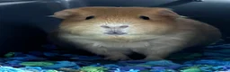 Guinea Pig rodents for sale: King Cappy  - Advert 1