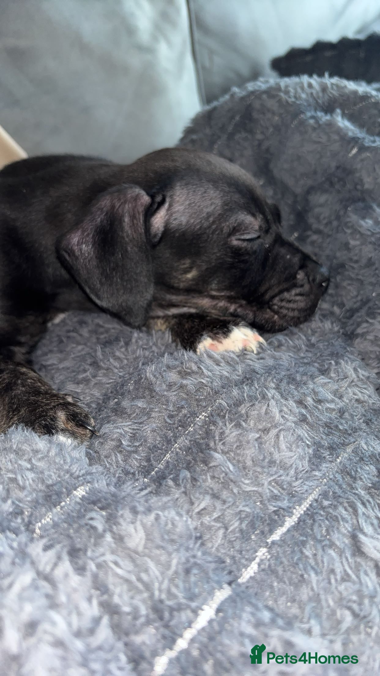 Mixed Breed dogs Puppy - Advert 2