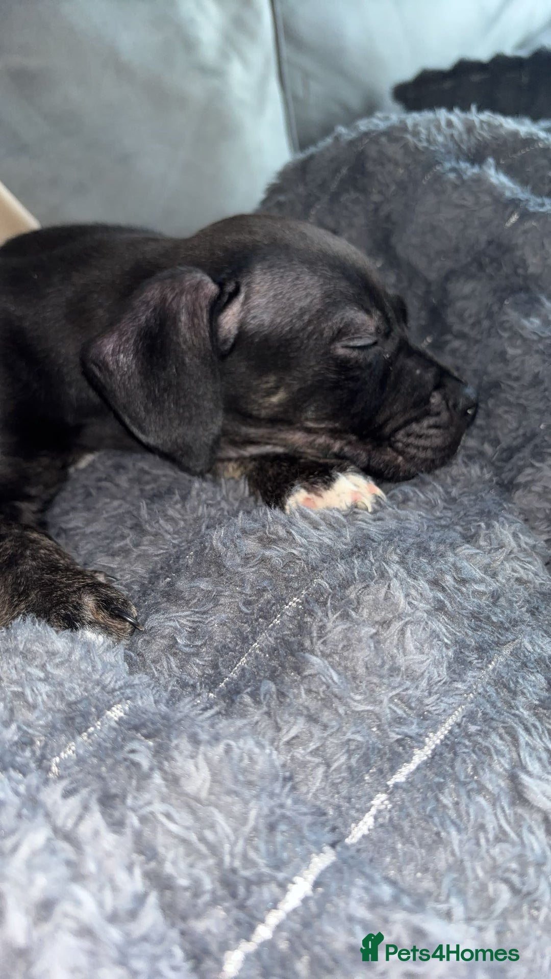 Mixed Breed dogs for sale: Puppy - Advert 1