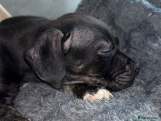 Mixed Breed dogs Puppy - Advert 6