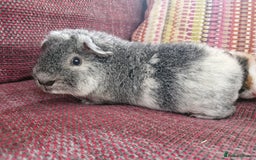 Guinea Pig rodents for sale: Teddy Guinea Pigs for Sale - Image 5