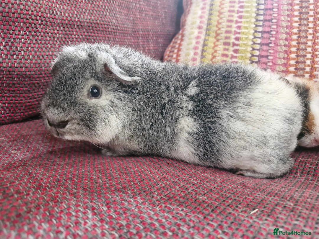 Guinea Pig rodents for sale: Teddy Guinea Pigs for Sale - Image 5