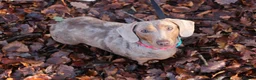 Miniature Dachshund dogs for sale: 2 miniature dachshund girls for sale dapple pieb in Bradford - Advert 6