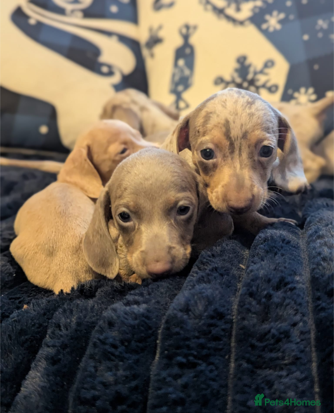 Miniature Dachshund dogs for sale: Miniature dachshund puppies  - Advert 7