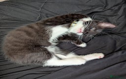 Domestic Shorthair cats for sale: Domestic Shorthair Female Kitten Available Now in Salisbury - Image 15