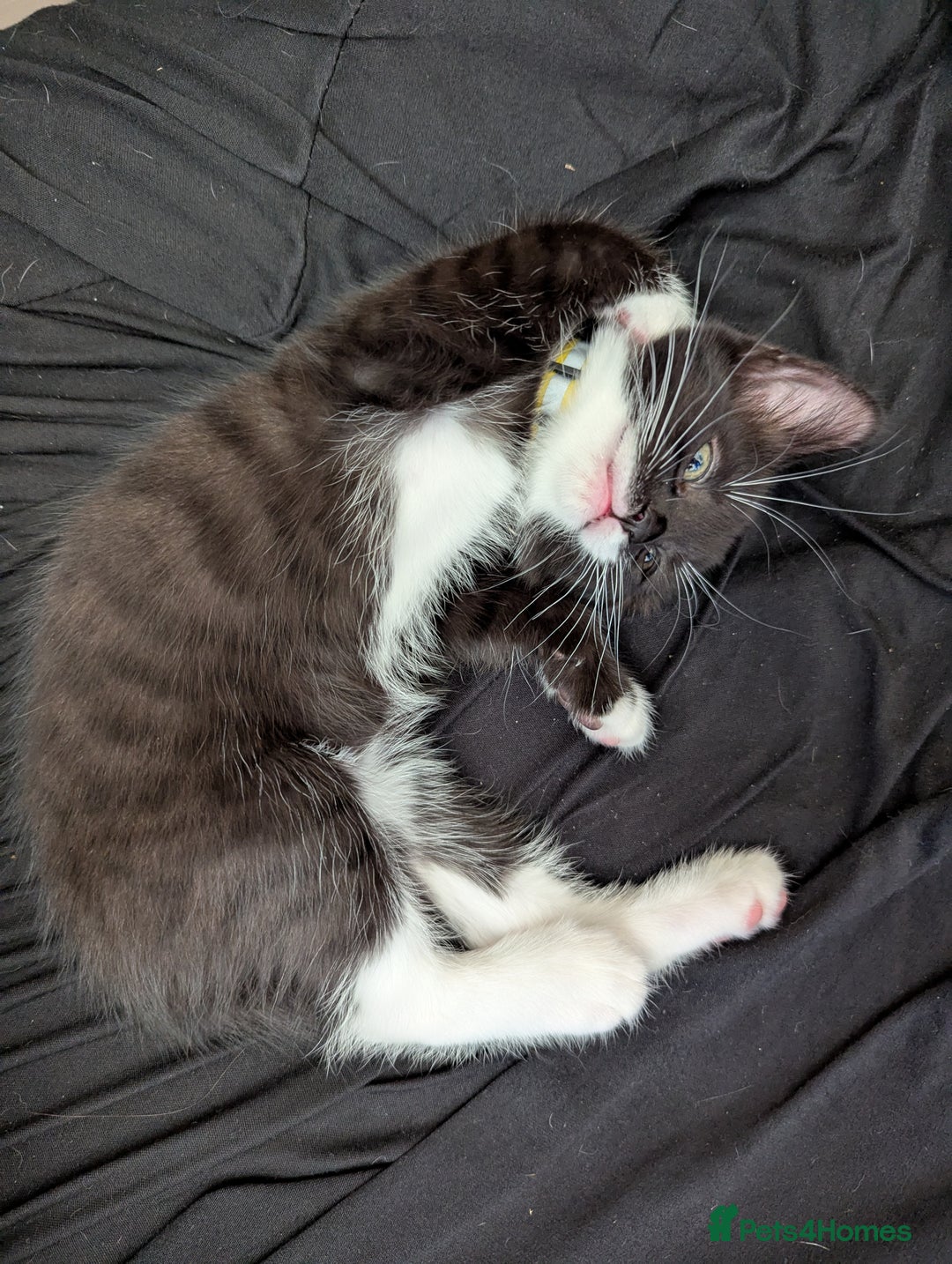 Domestic Shorthair cats for sale: Domestic Shorthair Female Kitten Available Now in Salisbury - Image 15