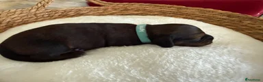 Miniature Dachshund Blue Collar