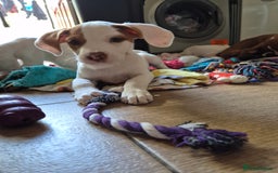 Mixed Breed dogs for sale: Mixed breed - Image 8