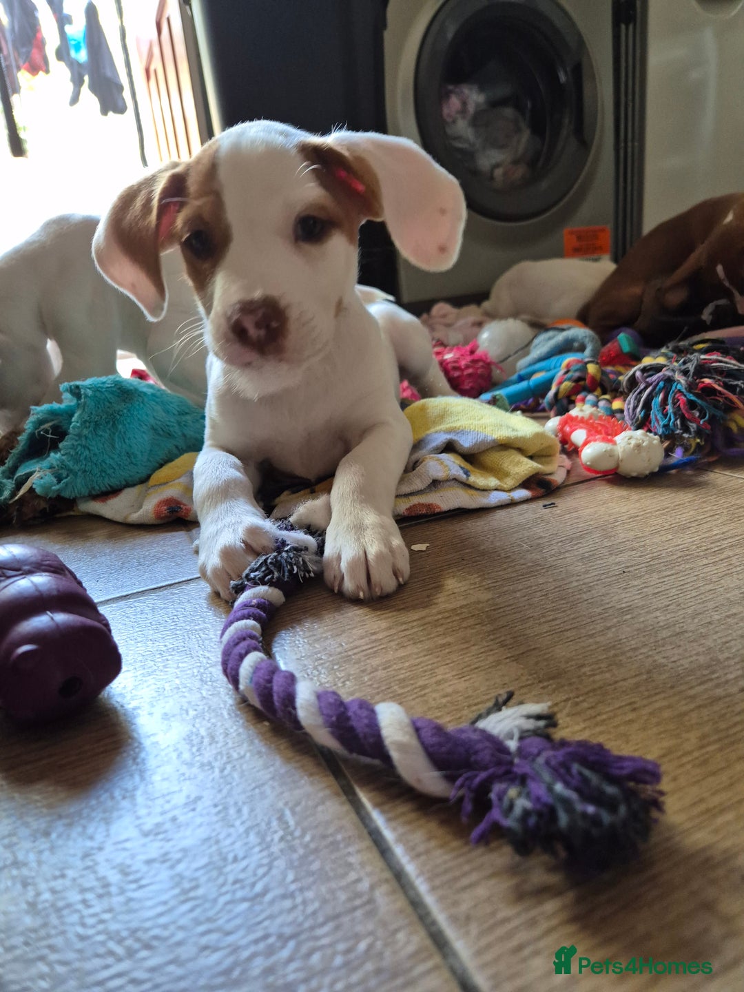Mixed Breed dogs for sale: Mixed breed - Image 8
