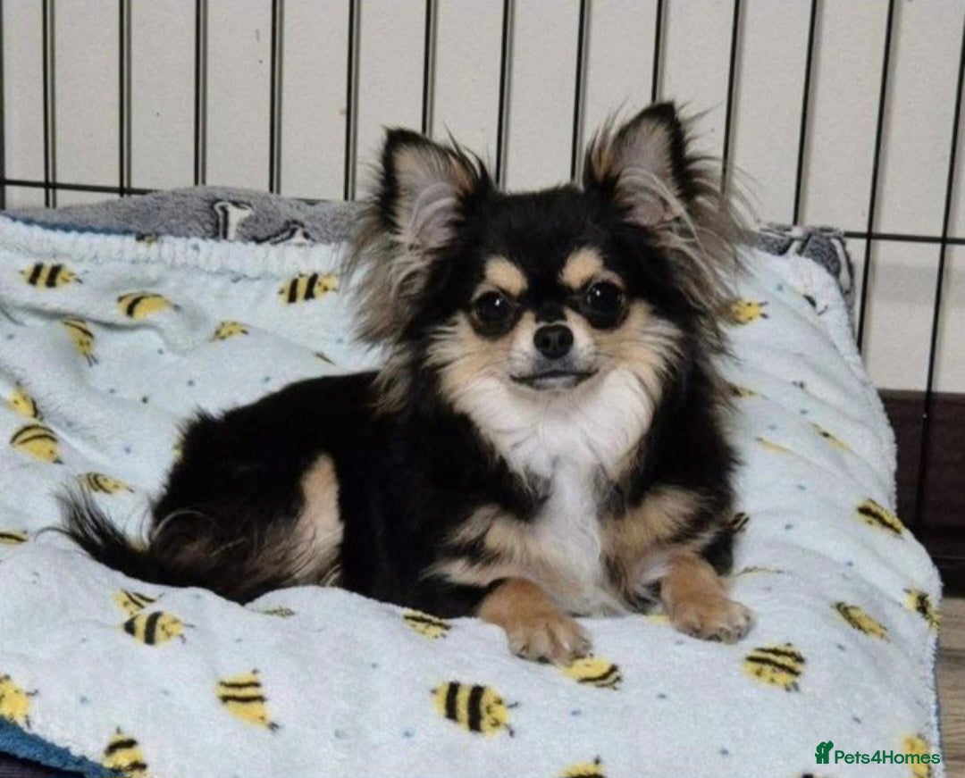 Chihuahua dogs for sale: KC registered dog and bitch pups long and smooth - Advert 2