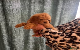 Cockapoo dogs for sale: Ready NOW Apricot and Chocolate F1b Cockapoo’s - Image 12