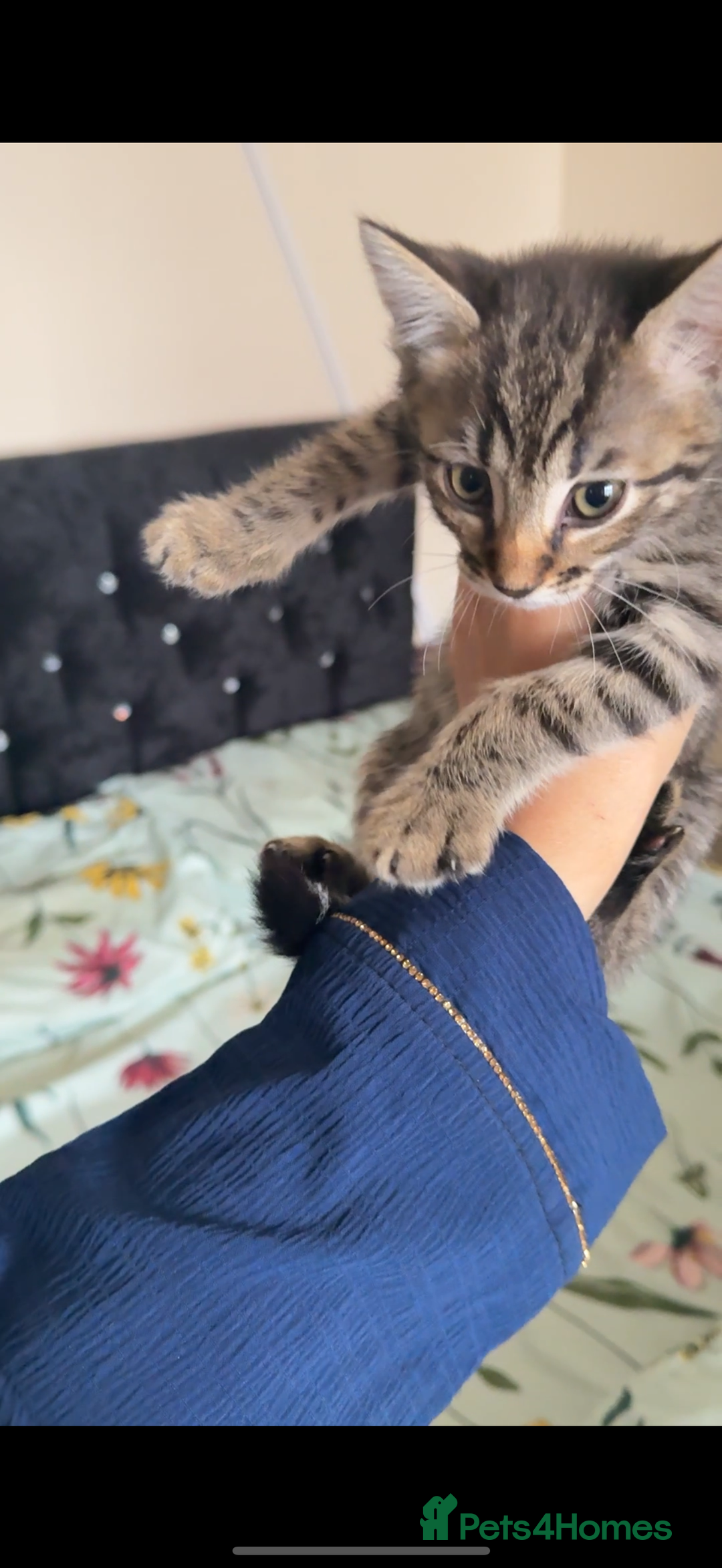 Bengal cats for sale: 2 stunning bengal kittens looking for their home - Image 7