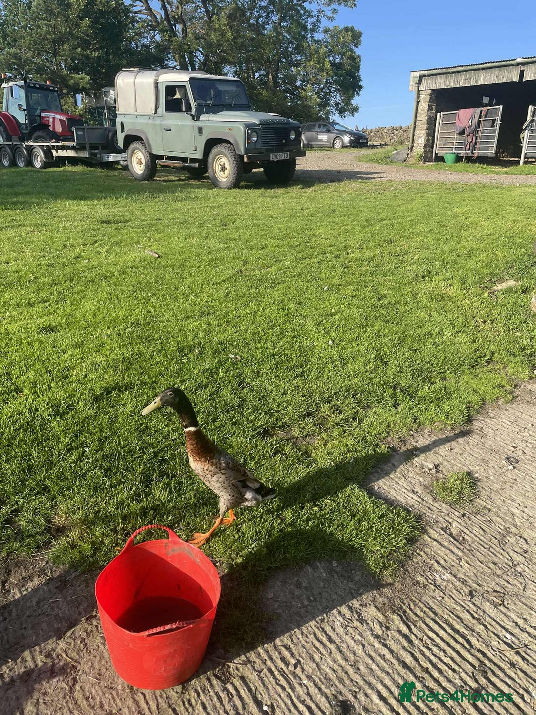 Ducks poultry for sale: Runner ducklings - Northumberland  in Hexham - Image 4
