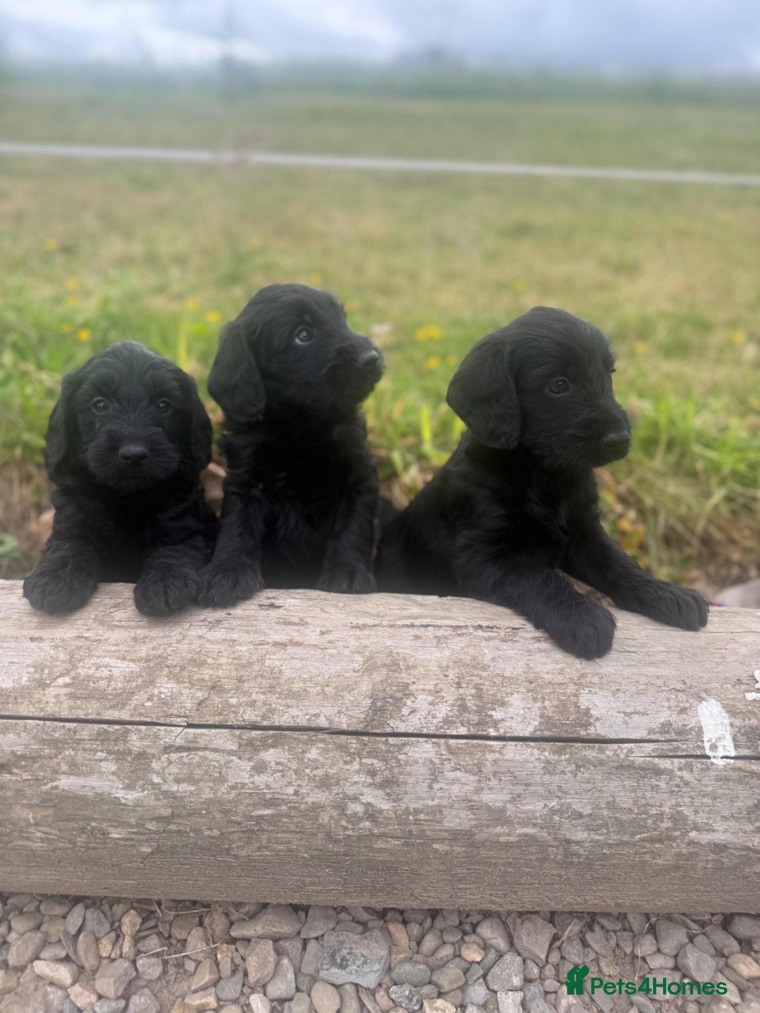 Labradoodle dogs for sale: F1 miniature labradoodles  - Advert 9