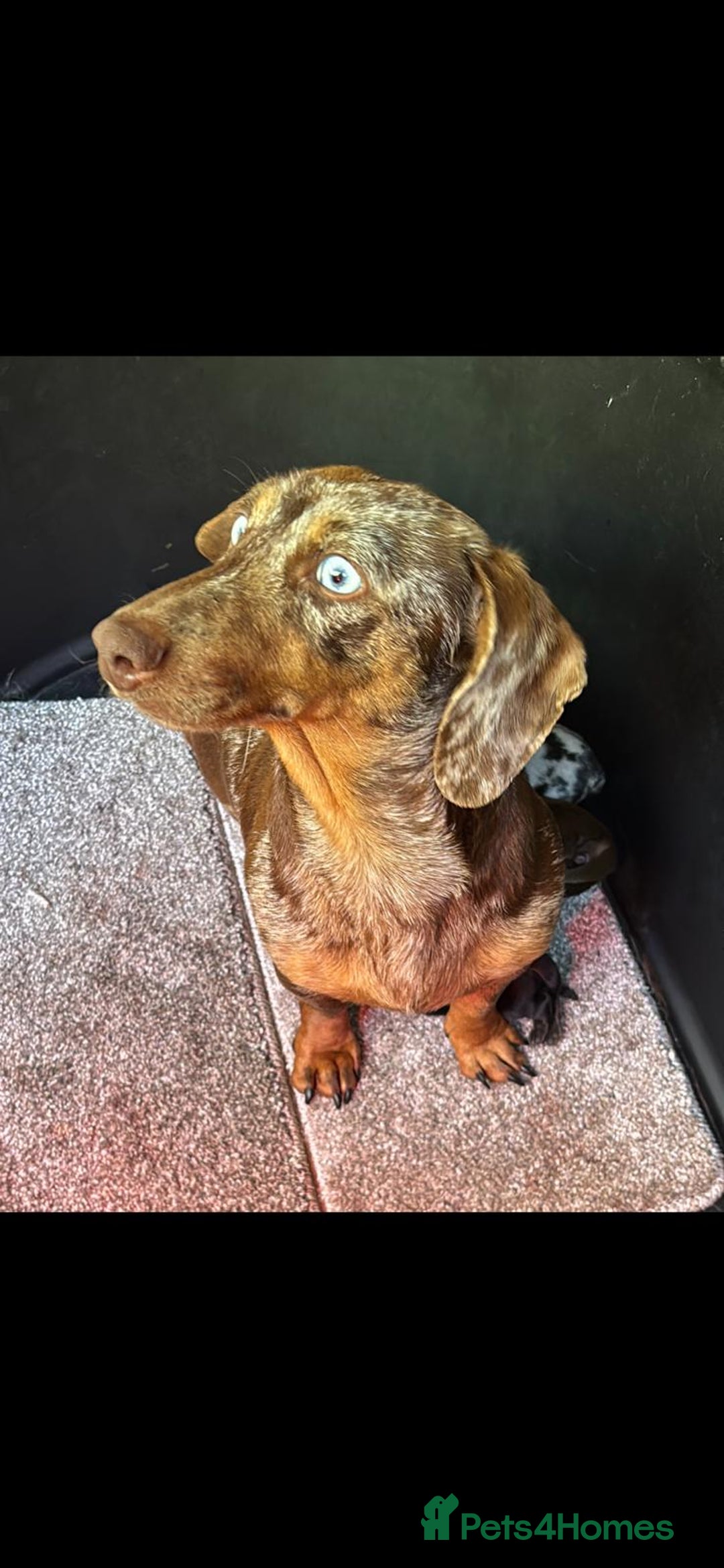 Dachshund dogs for sale: Miniture dachshund puppies  - Image 11