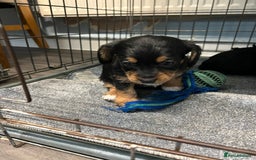 Jackapoo dogs for sale: Adorable Jackapoo puppies for sale !!!! - Image 6