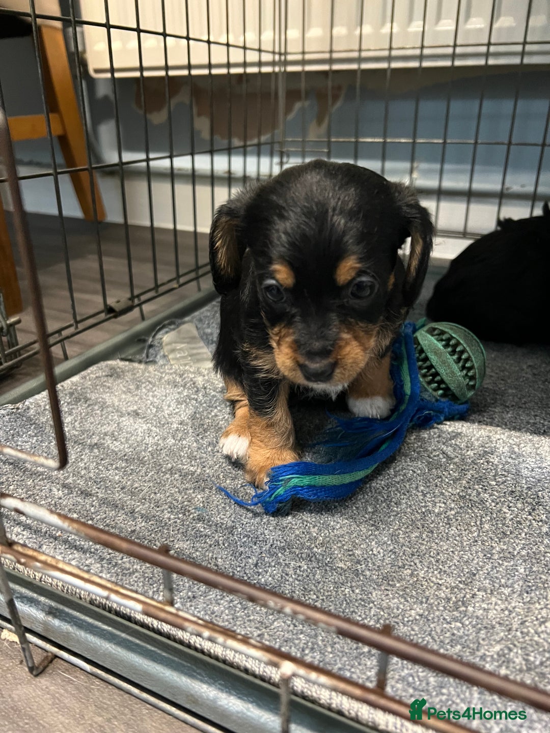 Jackapoo dogs for sale: Adorable Jackapoo puppies for sale !!!! - Image 6