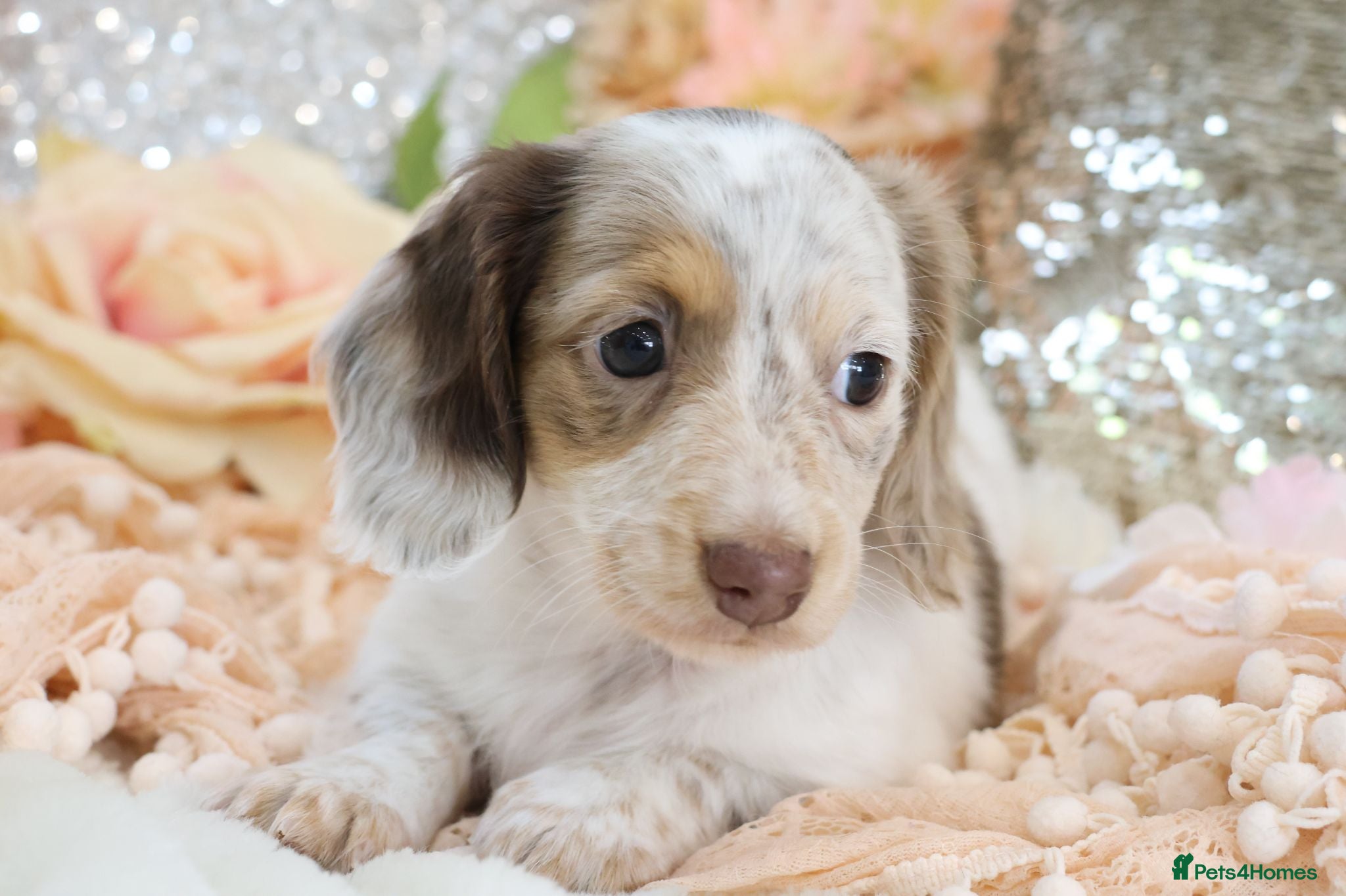 Miniature Dachshund dogs KC Longhair Miniature Dachshund Puppies - Advert 4