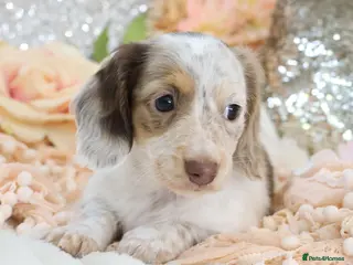 Miniature Dachshund dogs KC Longhair Miniature Dachshund Puppies - Advert 6