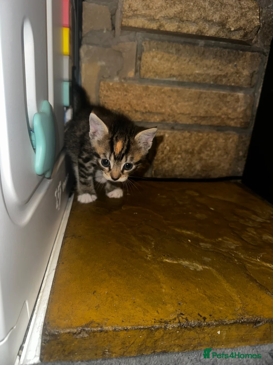 Mixed Breed cats for sale: 2 little cuties  - Advert 2
