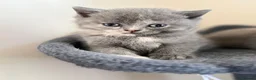 British Shorthair cats for sale: Lovely British shorthair kittens  in Boston - Advert 24