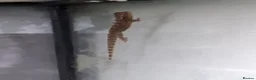 Gecko reptiles for sale: Baby Mourning geckos and Isopods for sale - Advert 12
