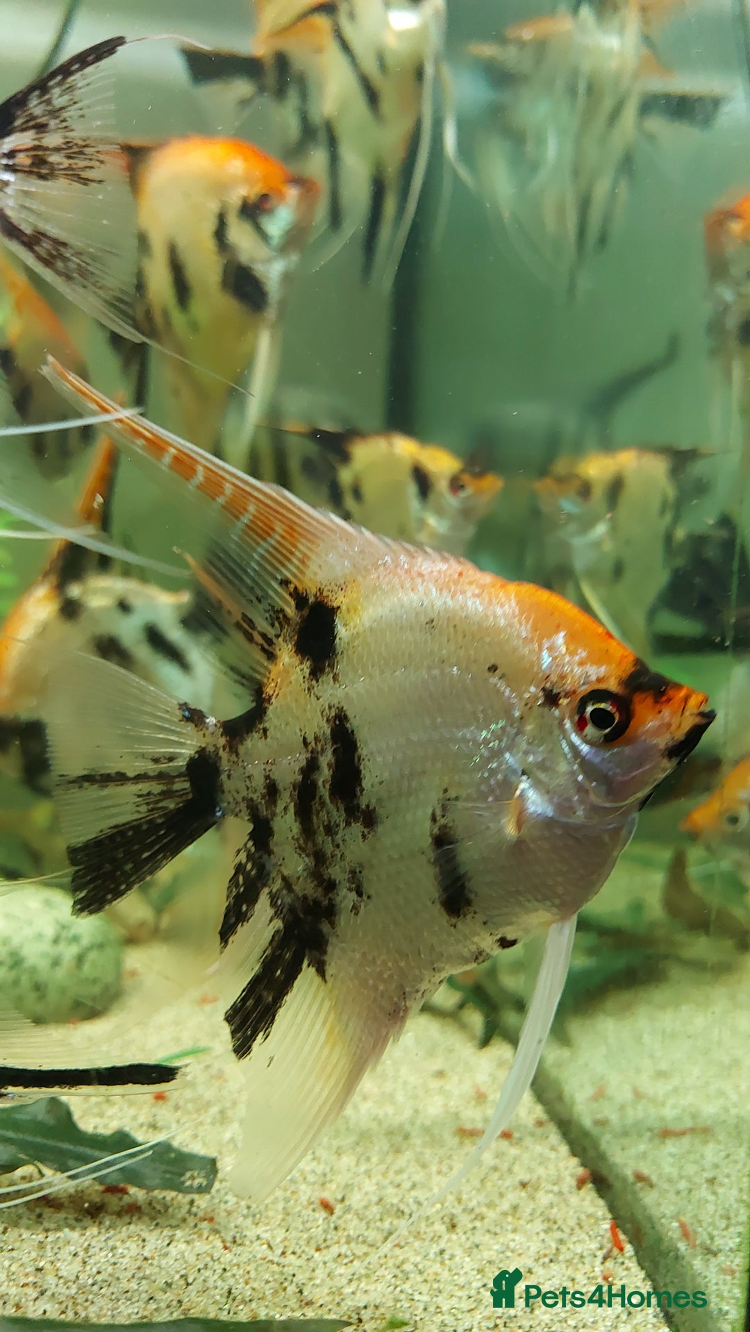 Angelfish fish for sale: Koi & Golden Marble Angelfish - Advert 7