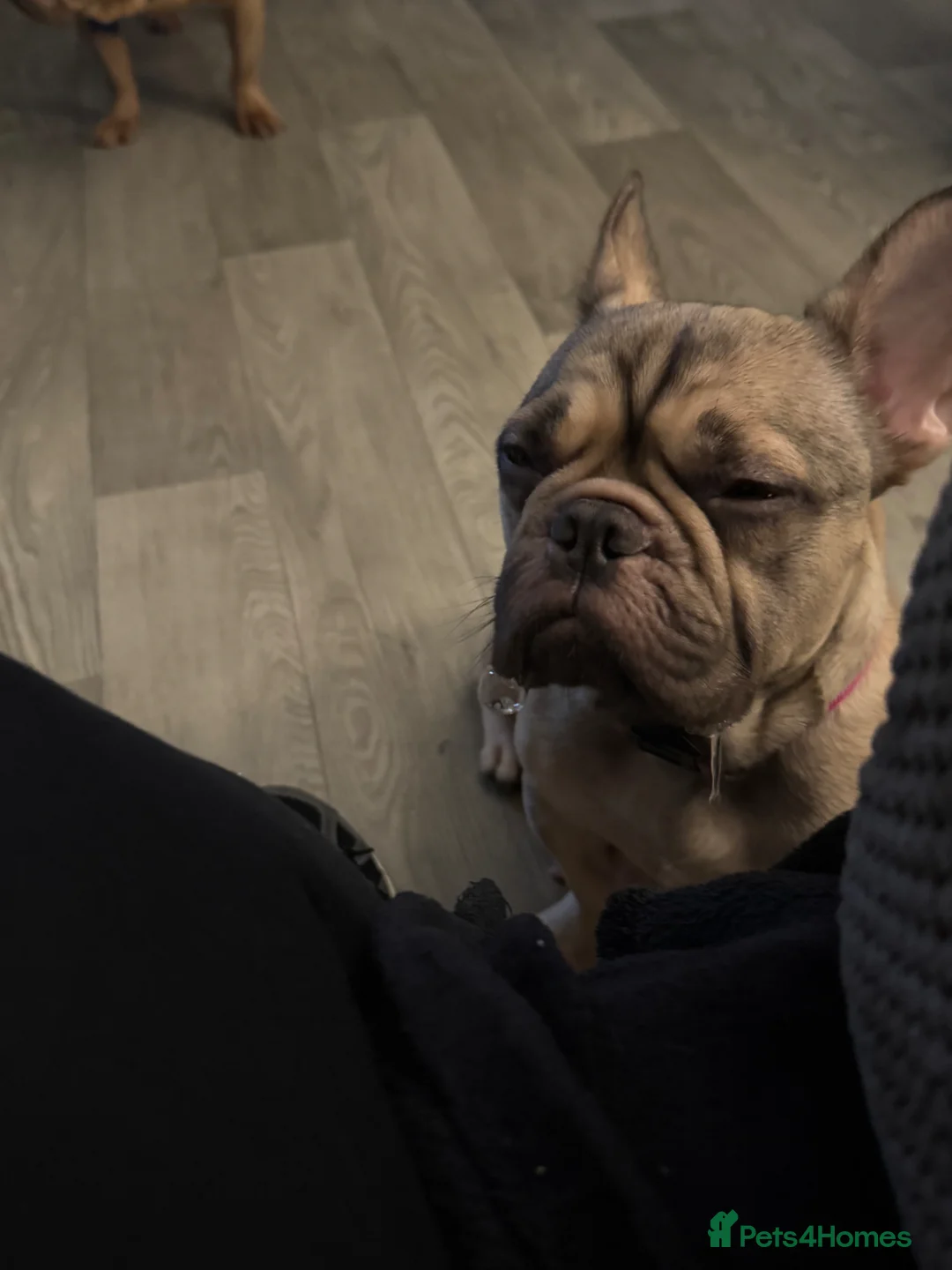 French Bulldog dogs for sale: Frenchie pupiies - Advert 2