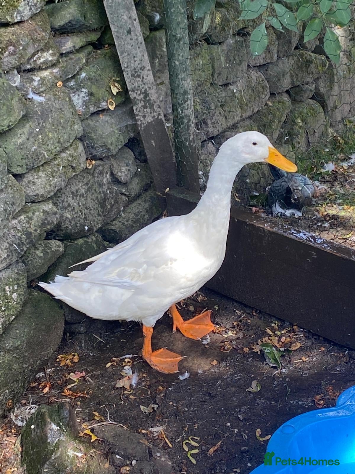 Ducks poultry Daddy Long lad  - Advert 3