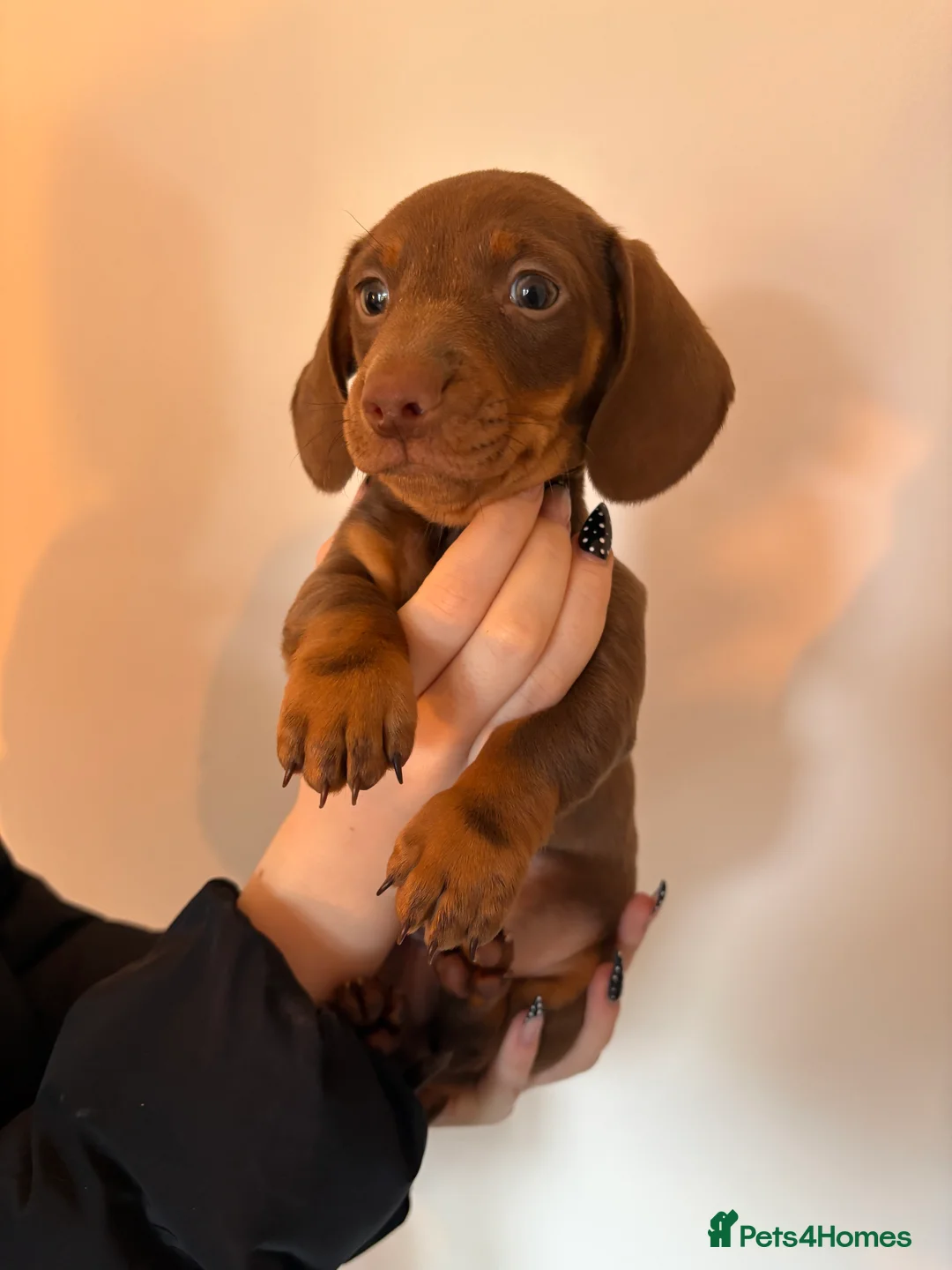 Miniature Dachshund dogs for sale: Perfect Miniature Dacshunds London/Kent - Advert 6