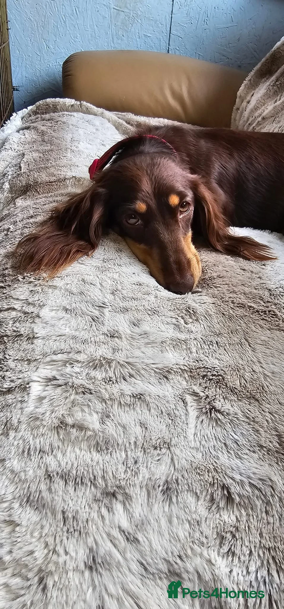 Miniature Dachshund dogs for sale: Miniature long haired Dachshund puppies Kc reg  - Advert 5