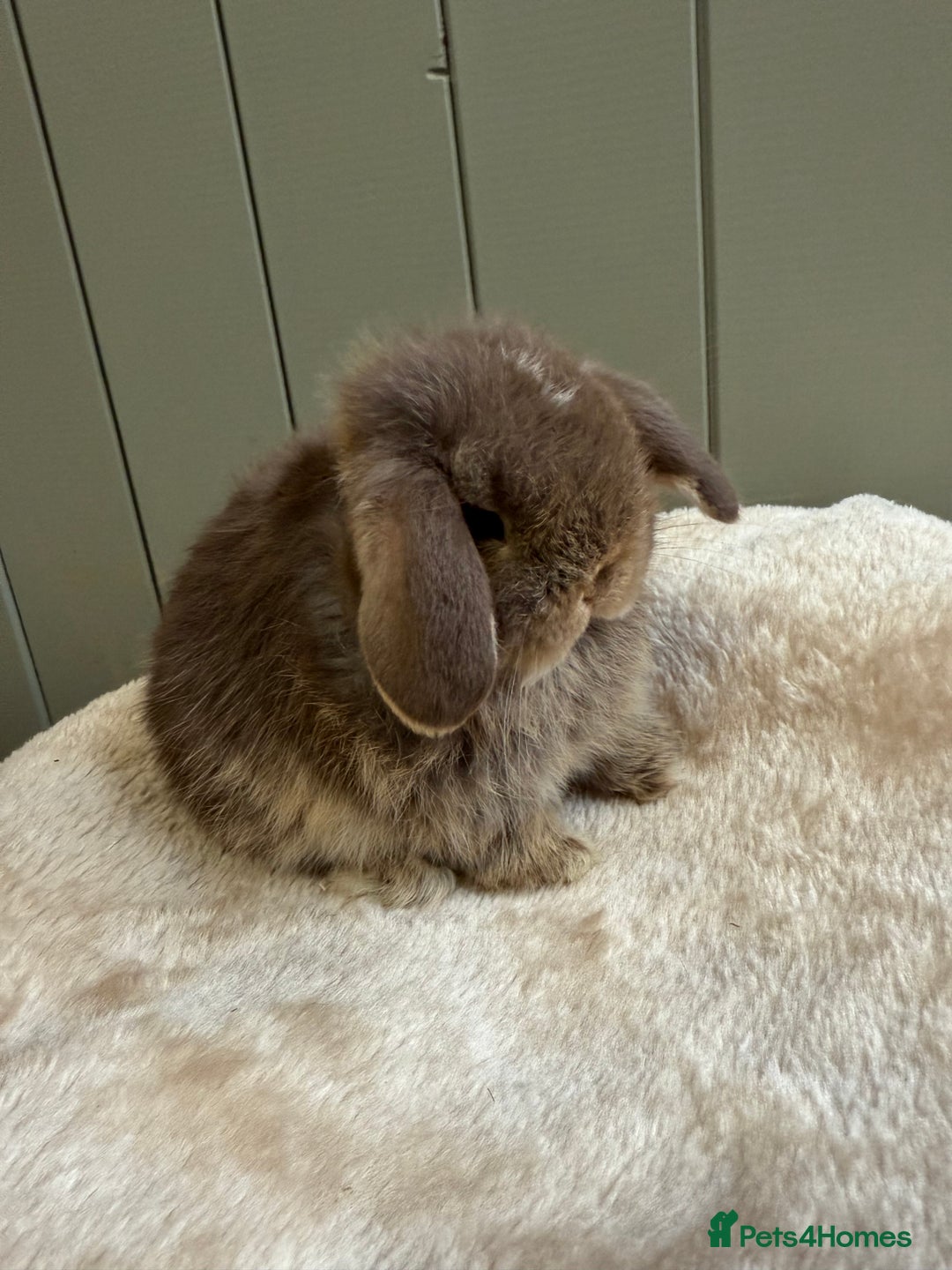 Mini Lop rabbits for sale: 🖤🩶🤎 Gorgeous Pure Bred Mini Lops 🖤🩶🤎 - Advert 1