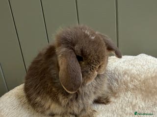 Mini Lop rabbits 🖤🩶🤎 Gorgeous Pure Bred Mini Lops 🖤🩶🤎 - Advert 3