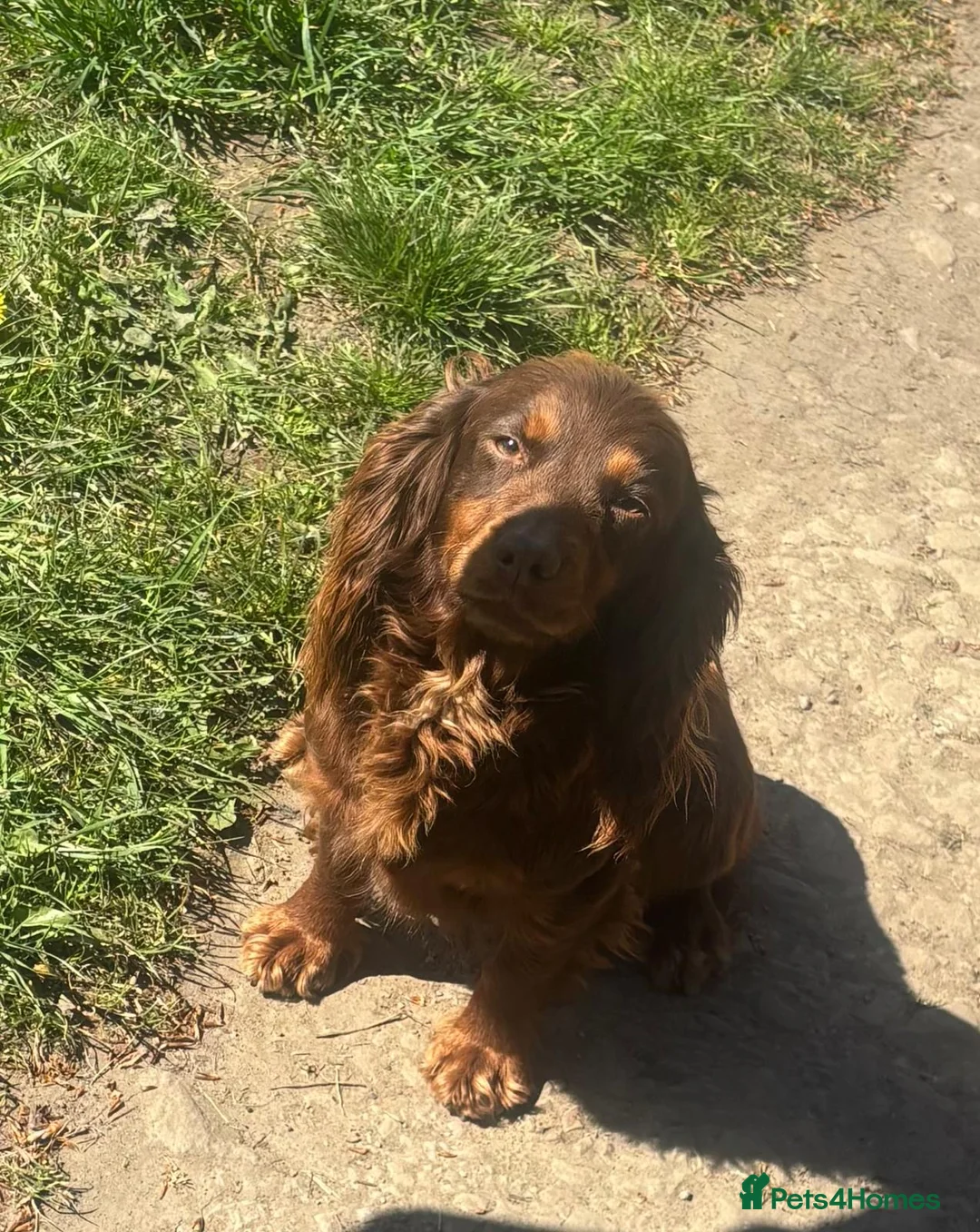 Cocker Spaniel dogs for sale: 3YR OLD CHOCOLATE AND TAN GIRL  - Advert 2