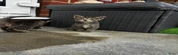 Mixed Breed cats for sale: Last female kitten for sale  - Advert 3