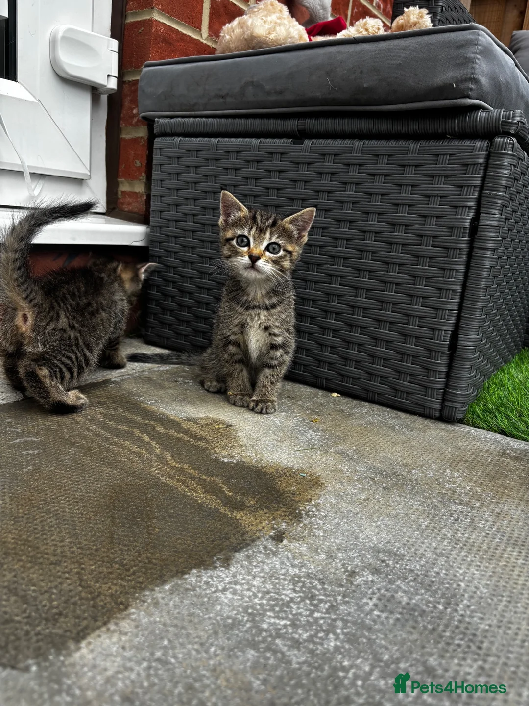 Mixed Breed cats for sale: Last female kitten for sale  - Advert 3