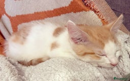 Domestic Shorthair cats for sale: Two male kittens available immediately  - Image 5