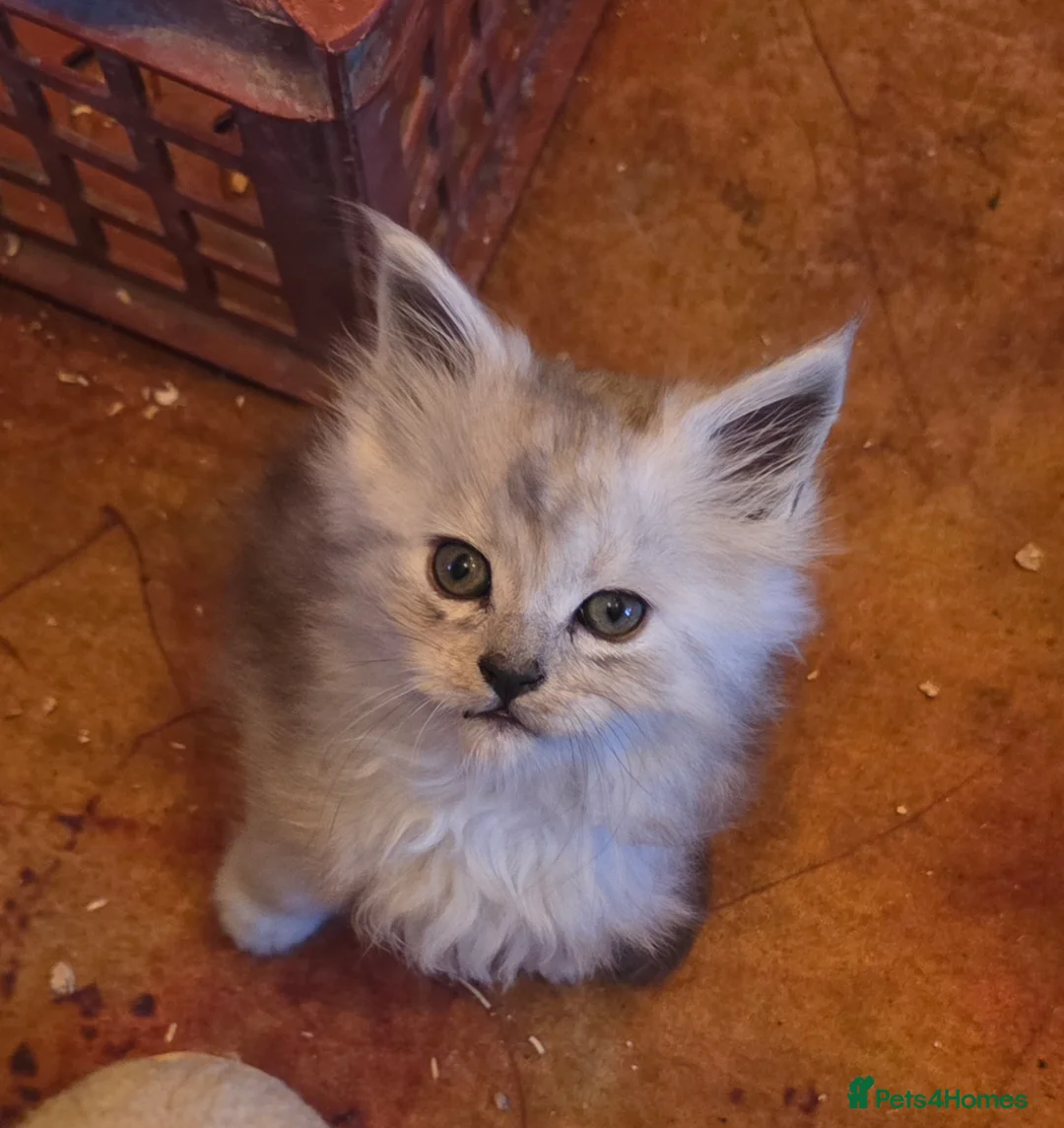 Maine Coon cats for sale: 2x female Maine Coon kittens in Abergele - Advert 5