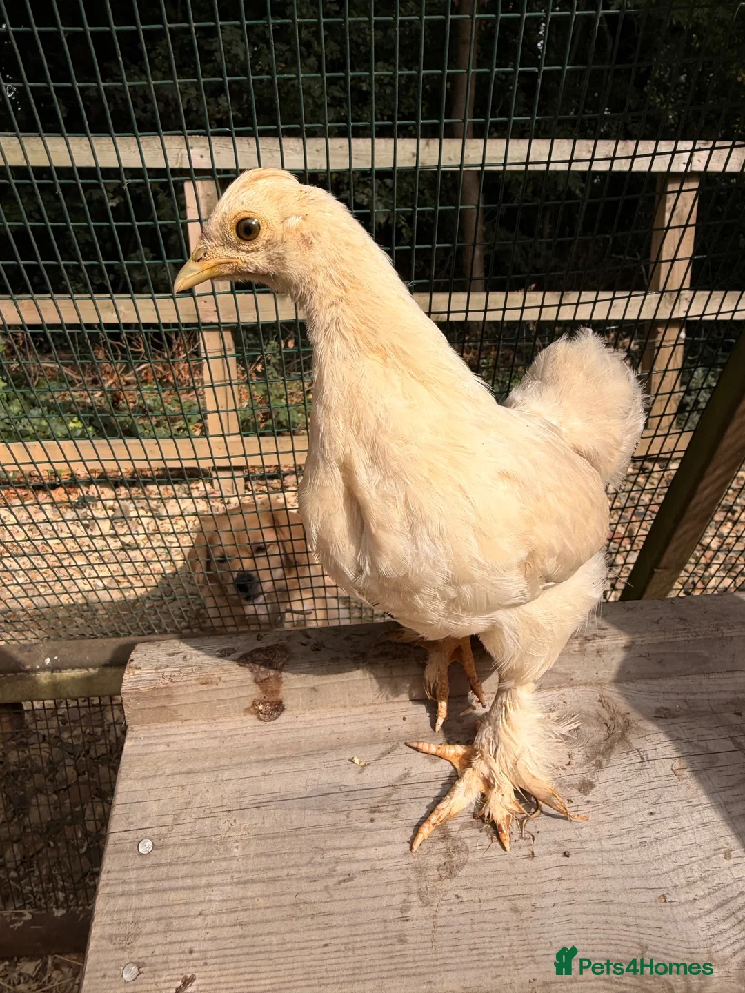 Chickens poultry for sale: Pekin Chicks 🐥 ☁️✨ - Advert 12