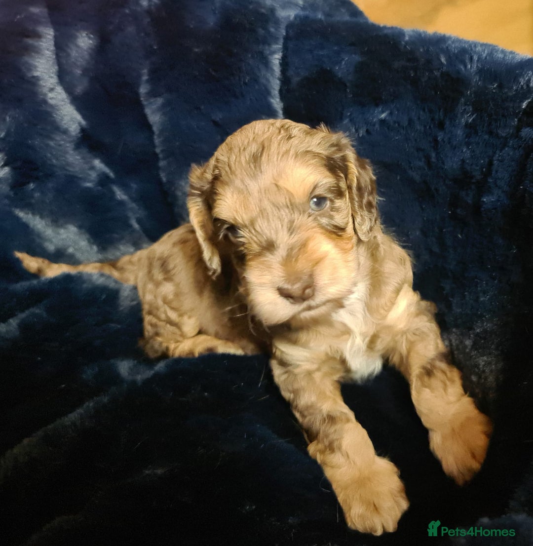 Cockapoo dogs for sale: Exceptional Cockapoo Puppies for Sale - Advert 31