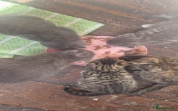 Mixed Breed cats for sale: Beautiful Greys and Tabby Markings - Image 2